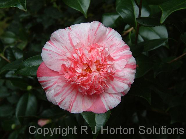 Camellia Anemone centred_2